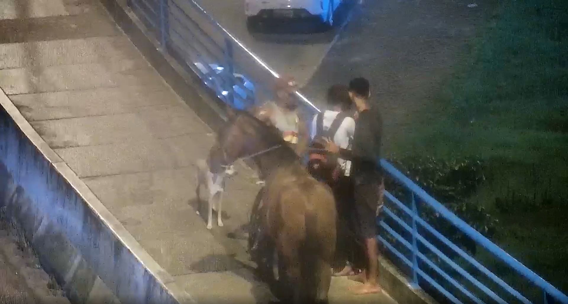 Suspeito Utiliza Cavalo Para Tentar Roubar Homem Na Ponte Aracaju Barra