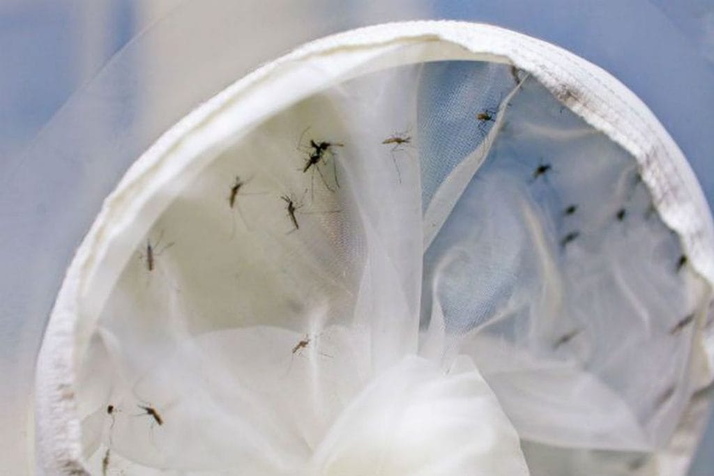 Após alerta de possível surto de dengue SES diz que monitora casos em Sergipe 1
