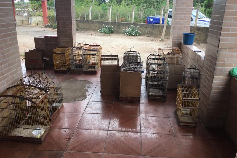 PM resgata mais de 130 aves silvestres na Grande Aracaju