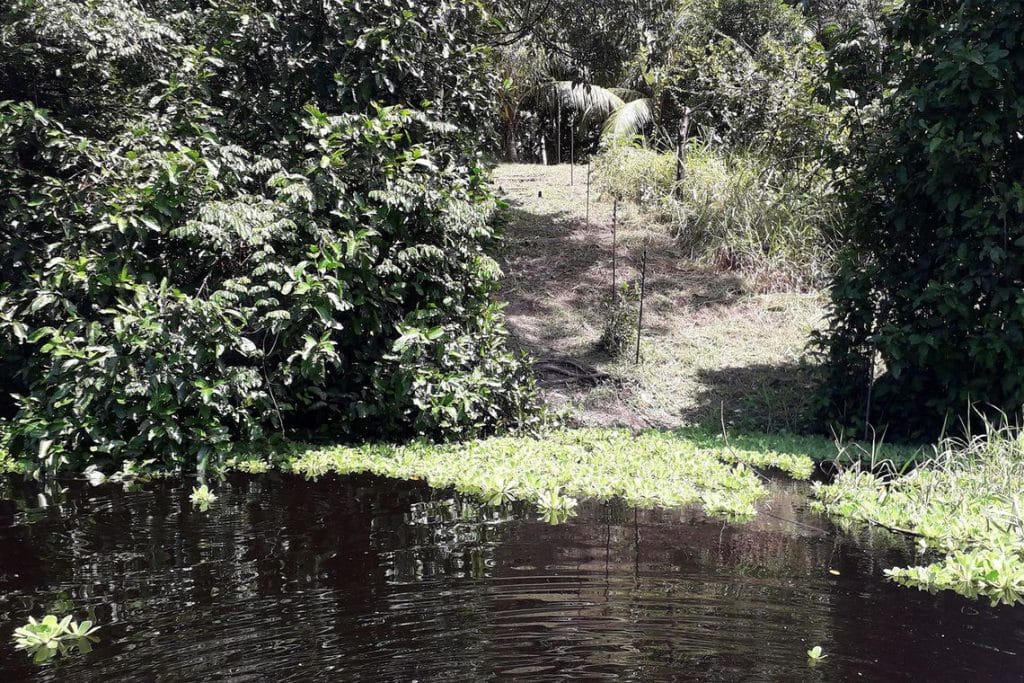 Pesquisa descobre ilhas construídas por indígenas na Amazônia