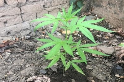 Polícia prende homem após sentir cheiro de maconha em Neópolis