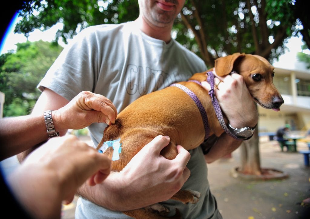 Projeto Amigo Animal acontece no Parque Augusto Franco neste domingo 1 Projeto Amigo Animal no Parque Augusto Franco neste domingo