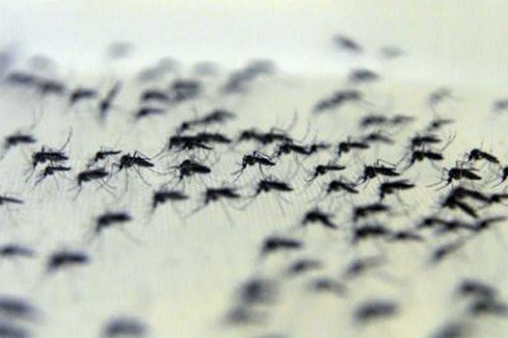 Sergipe está entre um dos 11 estados que poderão ter surto de dengue em 2020