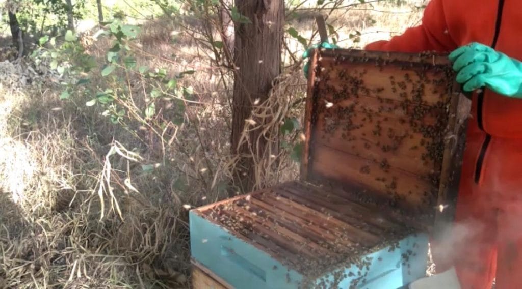 Suspeitos furtam 100 kg de mel do Projeto SOS Abelhas em São Cristóvão