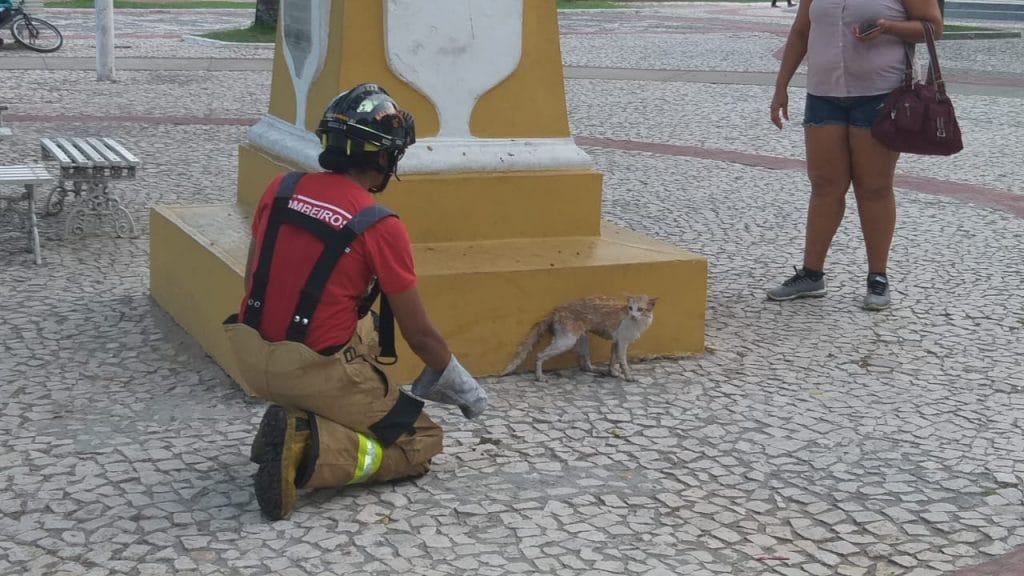 Bombeiros resgatam gato preso há quatro dias em árvore na praça Fausto Cardoso