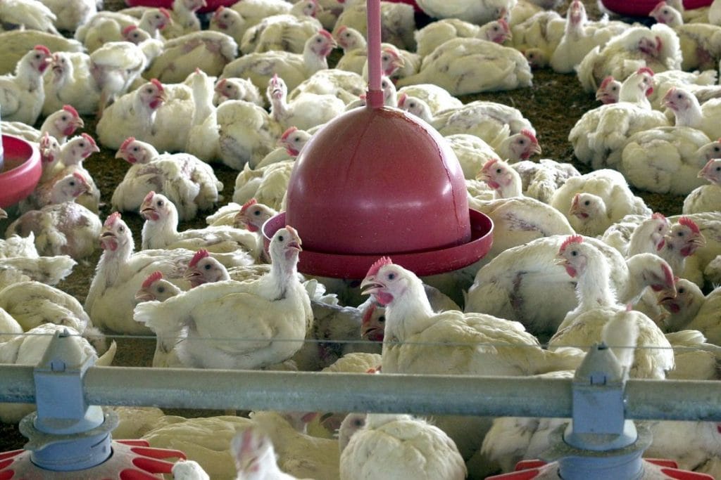 China reporta surto de gripe aviária