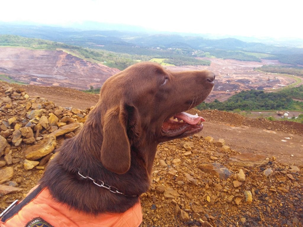 Cão dos Bombeiros de Sergipe que atuou em resgate de Brumadinho é aposentado