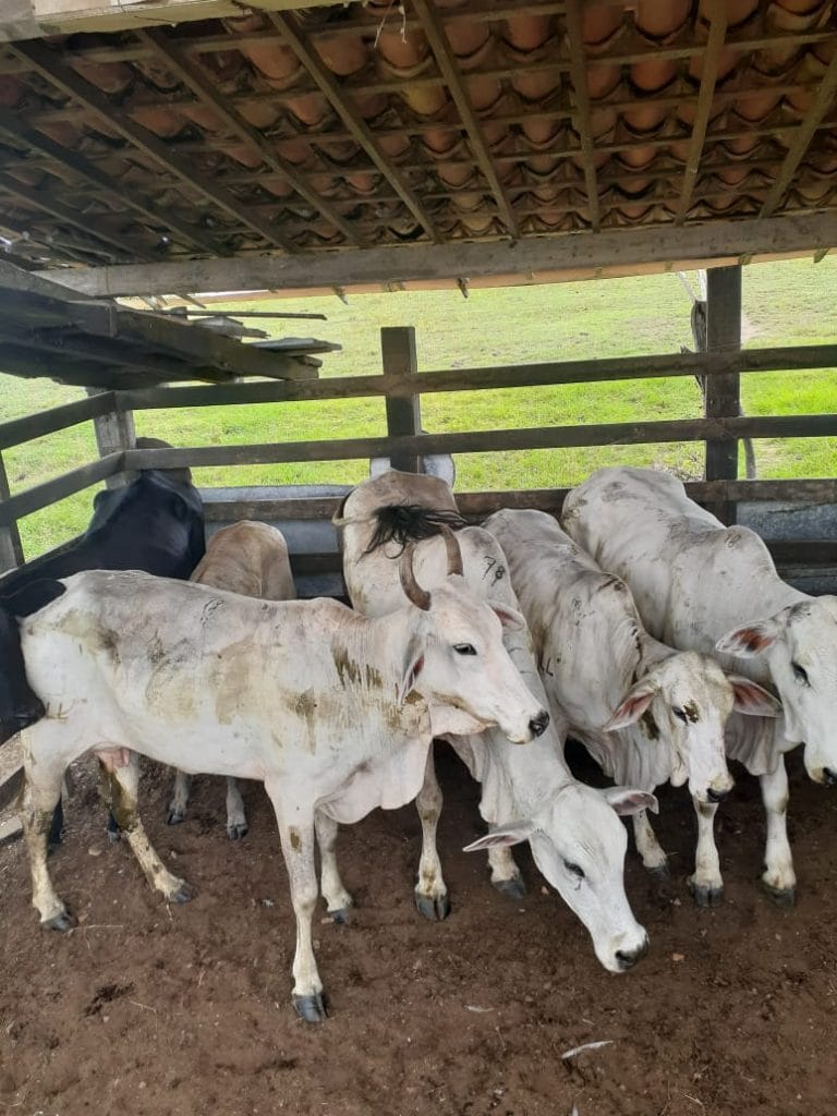 Dois suspeitos de roubo de gado são presos em Itabaian