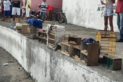 Mais de 170 pássaros silvestres são apreendido na feira de Itabaiana