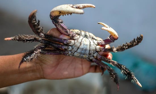 Segundo período de defeso do caranguejo uçá começa nesta