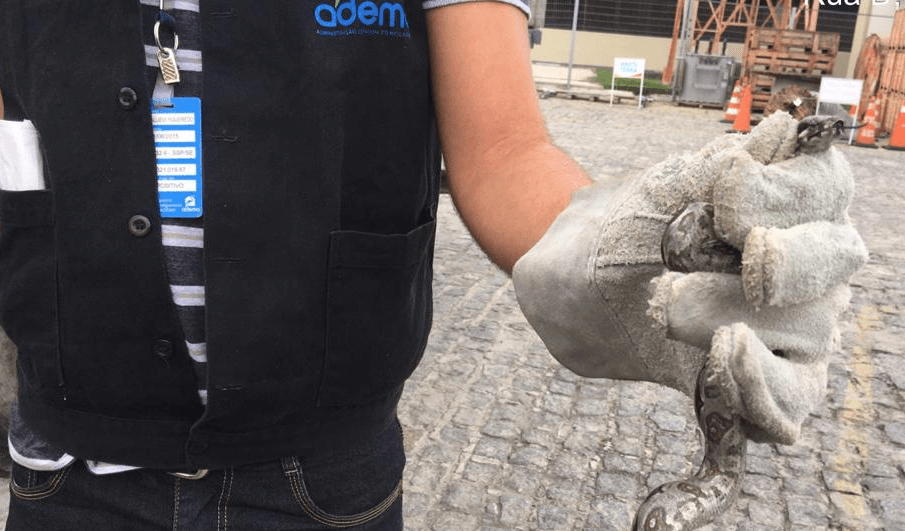Adema mantém serviço de resgate de animais silvestres em sistema de plantão