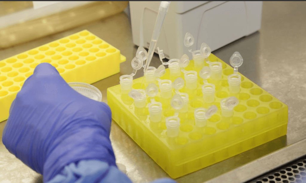 Cientistas descobrem como o corpo combate o coronavírus