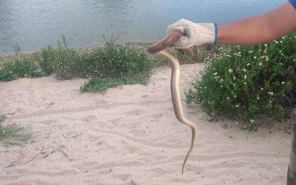 Cobra é encontrada em telhado de casa no Aruana