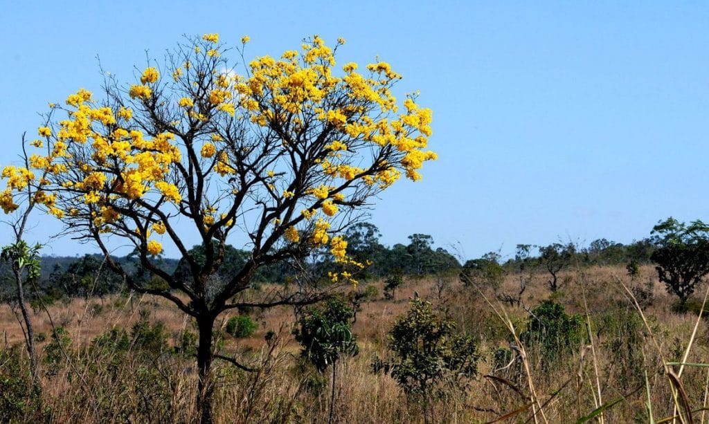 De 2000 a 2018 Brasil perdeu 76 de suas florestas diz IBGE