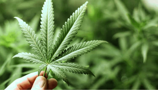 Fabricação e venda de produtos derivados da cannabis entram em vigor