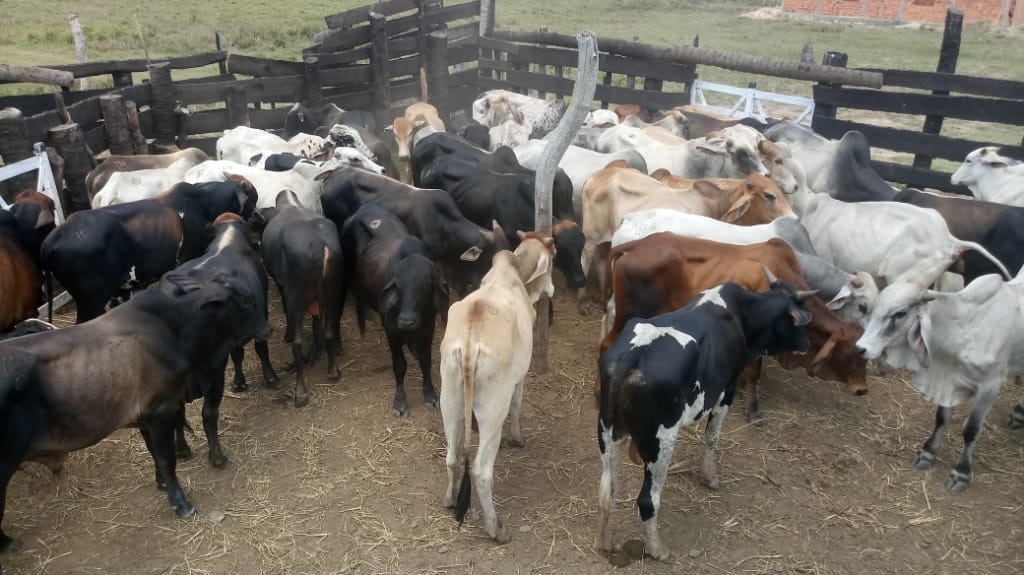 Polícia sergipana recupera 146 cabeças de gado avaliadas em R140 mil