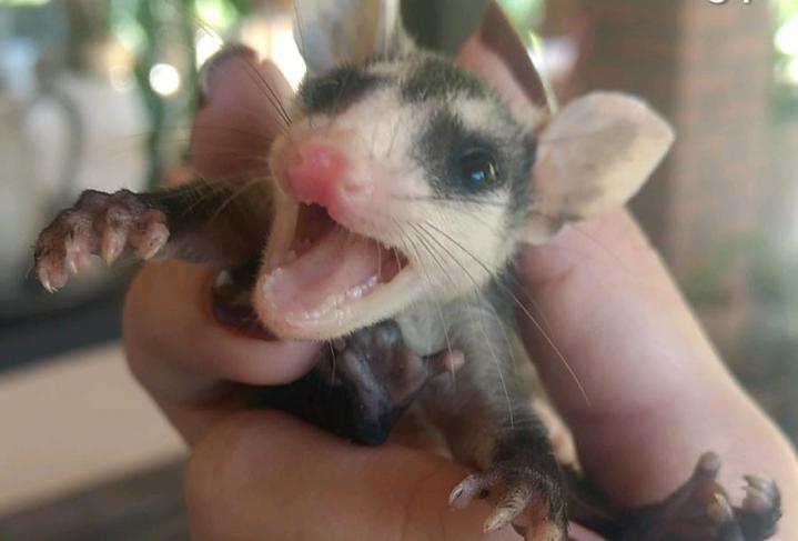 Quinze animais silvestres são resgatados pela Adema