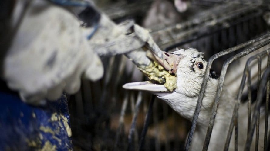 STF decide se comercialização municipal de foie gras é constitucional
