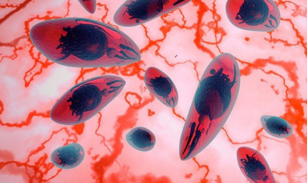 SUS oferecerá a recém nascidos exame para toxoplasmose