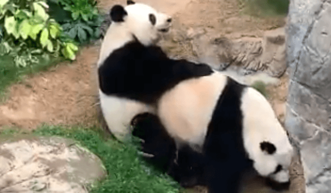 Casal de panda aproveita zoológico fechado para acasalar pela primeira vez em 10 anos