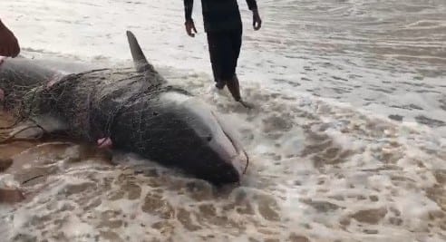 Pescadores conseguiram capturar um tubarão de cerca de quatro metros de comprimento na praia da Caueira