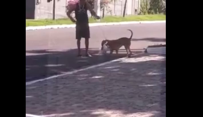 Polícia investiga homem que incita cachorro para matar gato