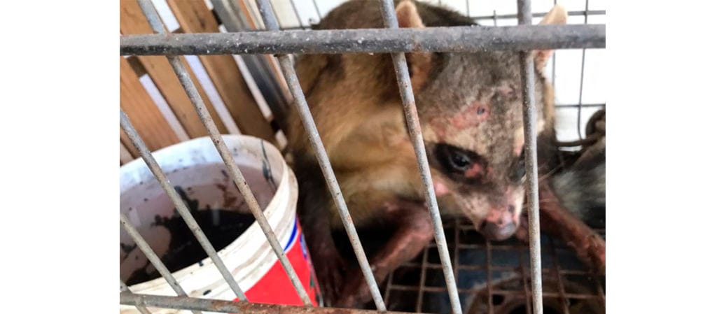 População auxilia Adema no resgate de animais em Socorro