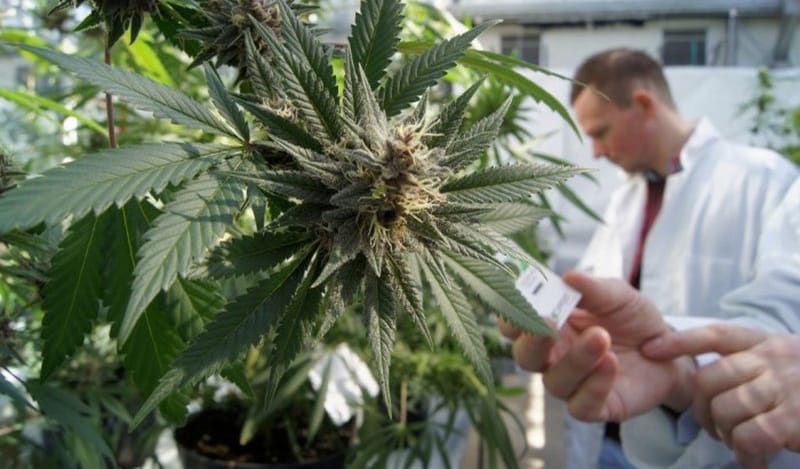 Covid 19 Estudo investiga se maconha pode proteger contra doença