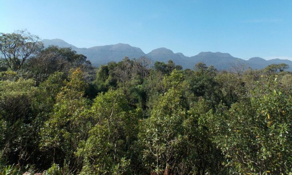 Desmatamento na Mata Atlântica cresce 272 diz relatório