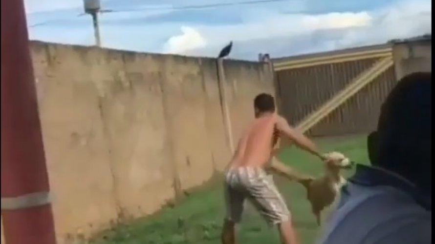 Homem arremessa cachorro por cima de muro imagens fortes