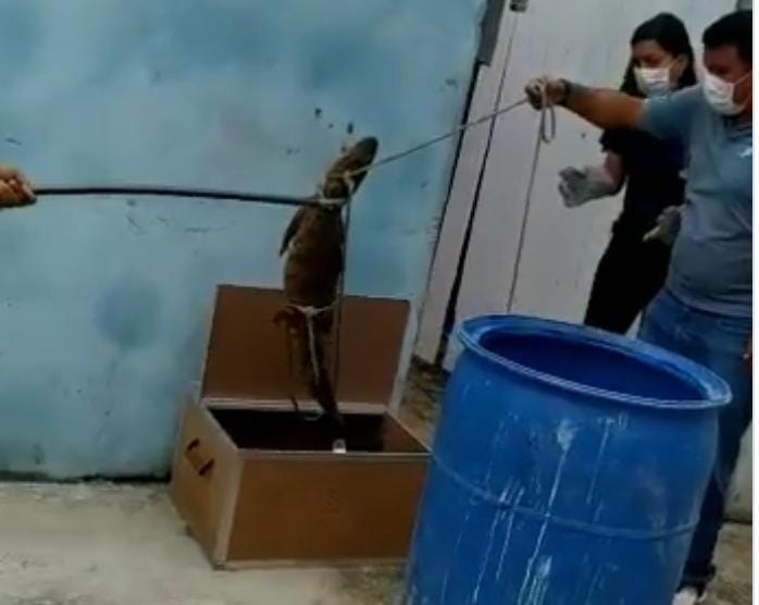 Jacaré é capturado em Barra dos Coqueiros