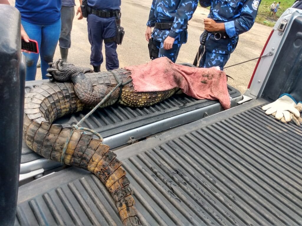 Jacaré é resgatado em Amparo de São Francisco