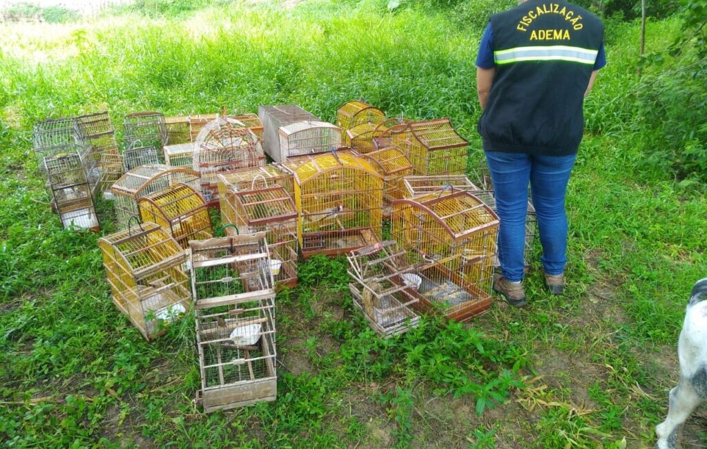 Operação resgata 76 aves silvestres em Tobias Barreto