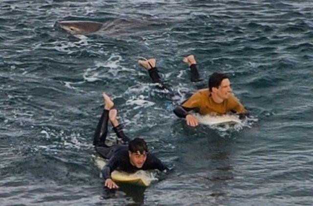 Surfista francês sobrevive a ataque de tubarão na Austrália após brigar com o animal