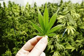 Trabalhador flagrado com maconha na hora do intervalo não pode receber justa causa diz justiça