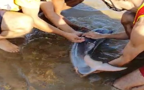 Filhote de golfinho morre após encalhar em praia de Aracaju