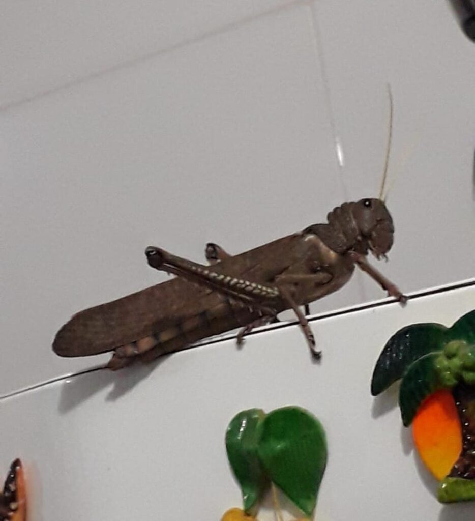 Gafanhoto gigante invade casa e assusta moradora