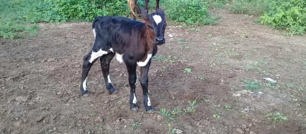 Nascem primeiros bezerros do programa de Inseminação Artificial 2019 do Governo de Sergipe
