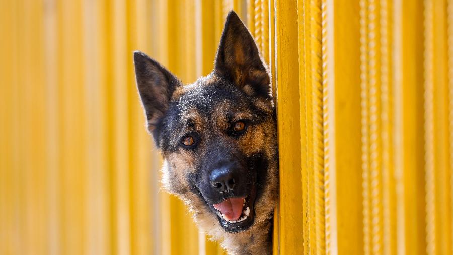 Pastor alemão é o 1º cachorro com diagnóstico oficial de covid 19 nos EUA