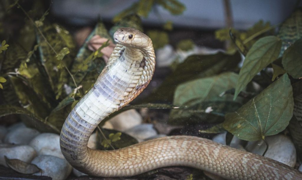 Após caso do estudante picado por naja Ibama resgata 32 serpentes em operação e aplica mais de R 300 mil em multas