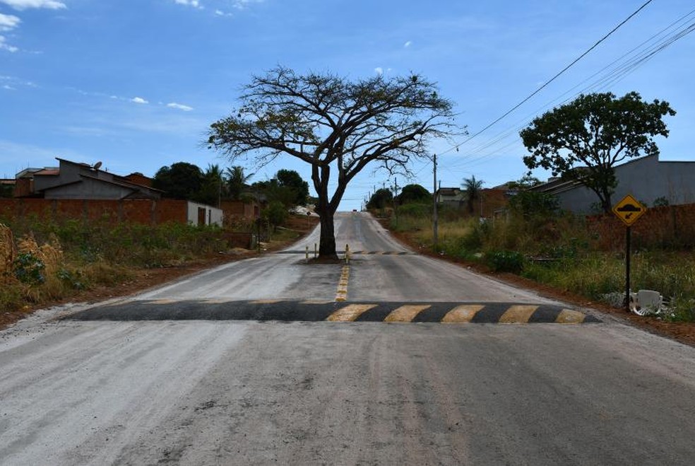 Após pavimentação prefeitura deixa pé de cajá no meio de avenida