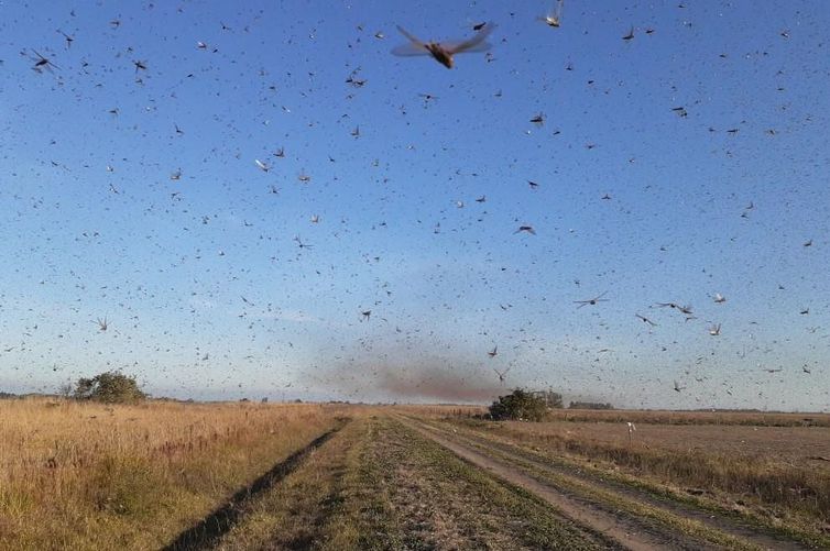 Autoridades paraguaias confirmam nova nuvem de gafanhotos