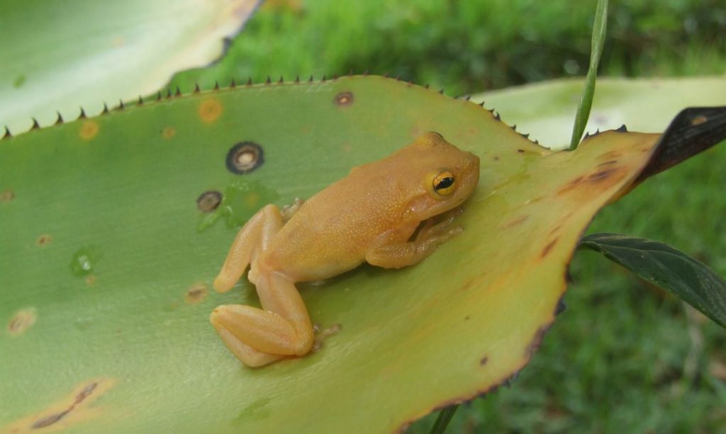 Cientistas descobrem nova espécie de perereca de bromélia na Bahia