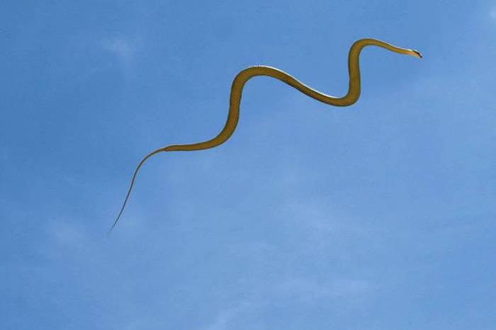 Cobras voadoras pulam entre árvores e intrigam cientistas