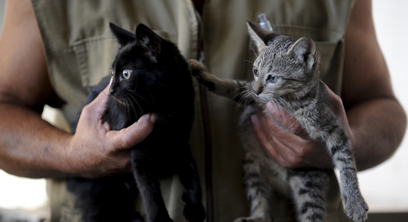 Gato é o primeiro animal doméstico a testar positivo para covid 19 no Reino Unido