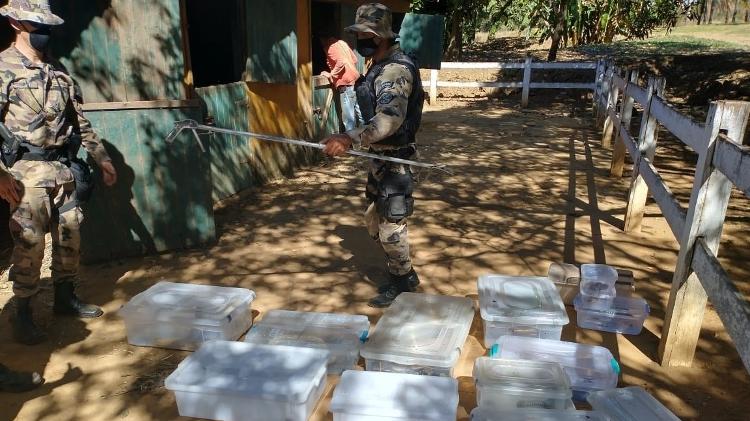 Jovem picado por naja sai do coma polícia apreende 16 cobras