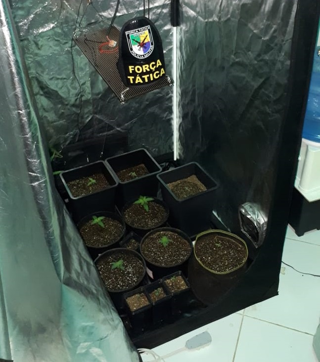Mudas de maconha cultivadas em estufas são encontrada em casa no Santa Lúcia 1