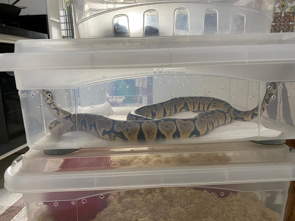 PF apreende 17 cobras em operação que investiga comércio clandestino de animais em Sergipe