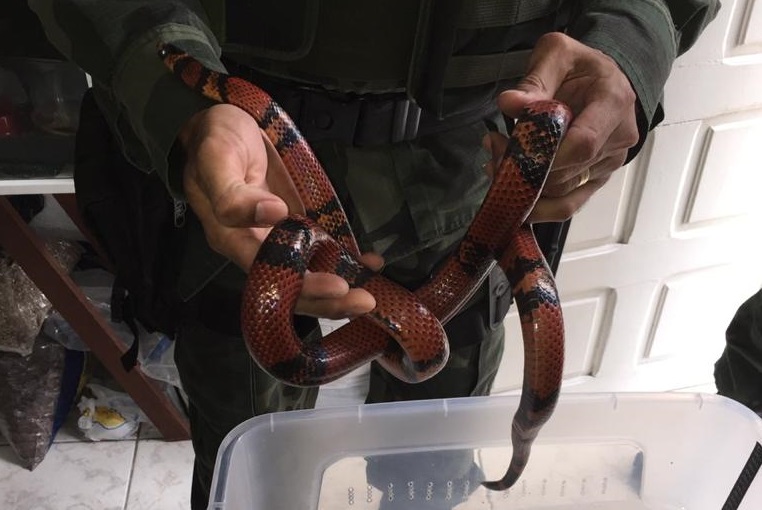 PF apreende mais três cobras mantidas em cativeiro em Aracaju