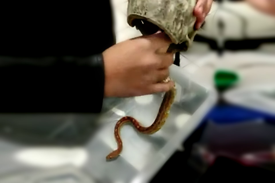 Polícia apreende outra cobra em operação que apura caso do jovem picado por naja